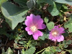 Alcea acaulis