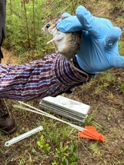 Podomys floridanus