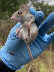 Podomys floridanus
