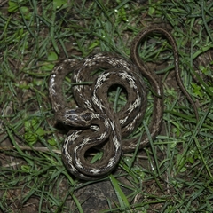 Boiga trigonata