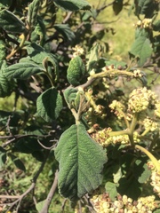 Varronia cylindrostachya