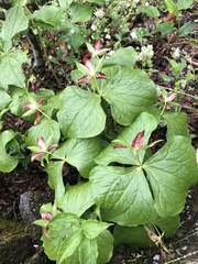 Trillium erectum
