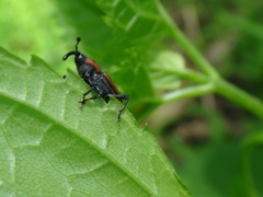 Rhodobaenus