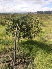 Varronia cylindrostachya