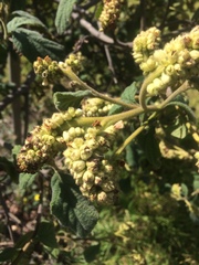 Varronia cylindrostachya