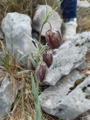 Fritillaria montana