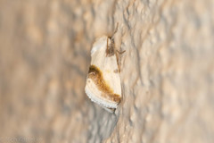 Acontia cretata
