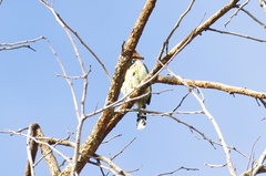 Trachyphonus vaillantii vaillantii