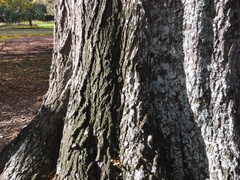 Metrosideros excelsa