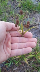 Cyperus nashii