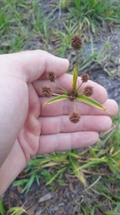 Cyperus nashii