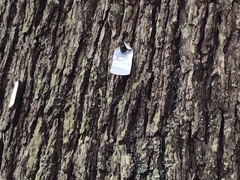 Metrosideros excelsa