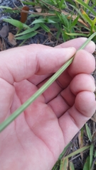 Cyperus nashii