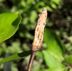Neolasioptera cornicola