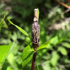 Neolasioptera cornicola
