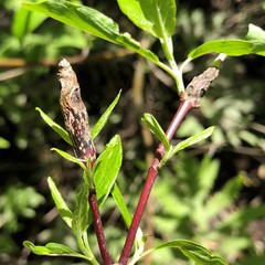 Neolasioptera cornicola