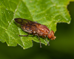 Brachyopa notata