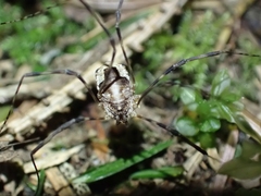 Leptobunus parvulus