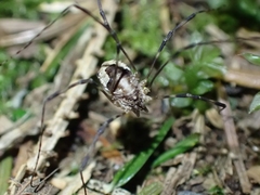 Leptobunus parvulus