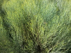 Baccharis notosergila