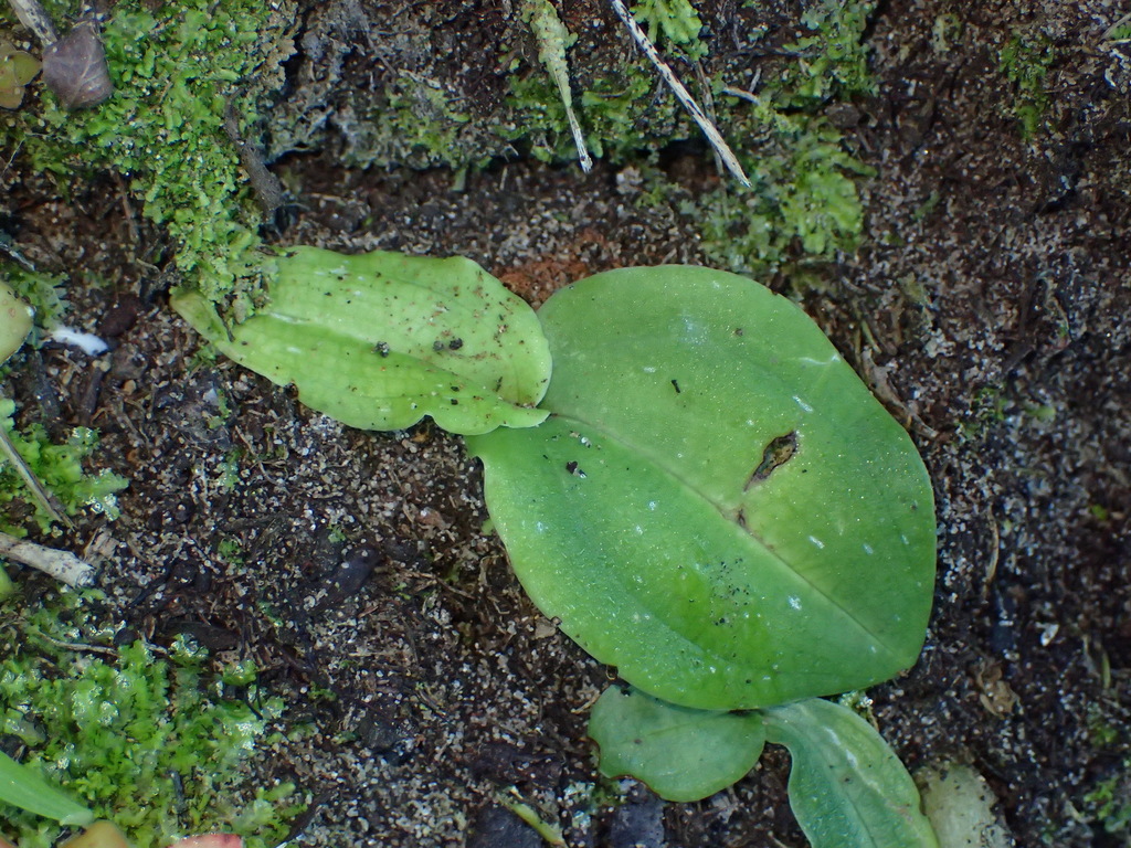 Habenaria arenaria