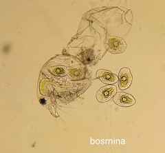 Bosmina longirostris