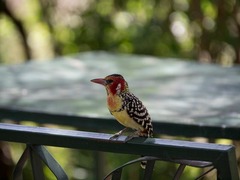 Trachyphonus erythrocephalus