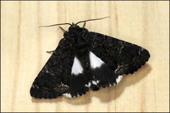 Catephia alchymista