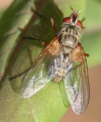 Cryptomeigenia