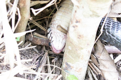 Naja melanoleuca