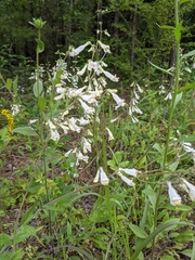 Penstemon tenuiflorus