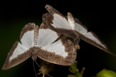 Nymphidium lisimon attenuatum