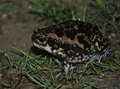 Uperodon systoma