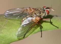 Cryptomeigenia