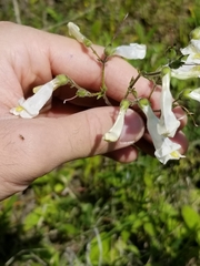 Penstemon laxiflorus