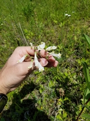 Penstemon laxiflorus