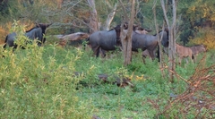 Connochaetes taurinus