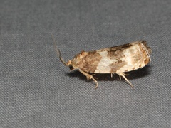 Pseudosciaphila duplex