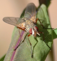 Cryptomeigenia