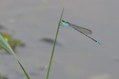 Pseudagrion indicum