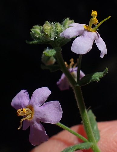 Chaenostoma caeruleum (Chaenostoma caeruleum)