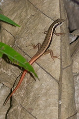 Sphenomorphus dussumieri