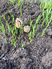 Morchella rufobrunnea