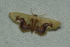 Idaea gemmaria