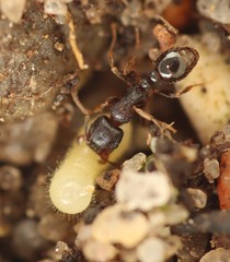 Tetramorium atratulum