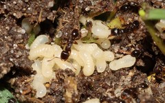 Tetramorium atratulum