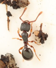 Myrmecina graminicola