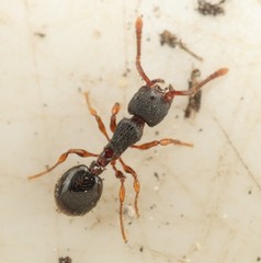 Myrmecina graminicola