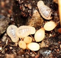 Paracletus cimiciformis