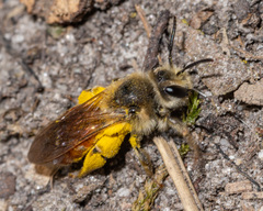 Andrena erythrogaster
